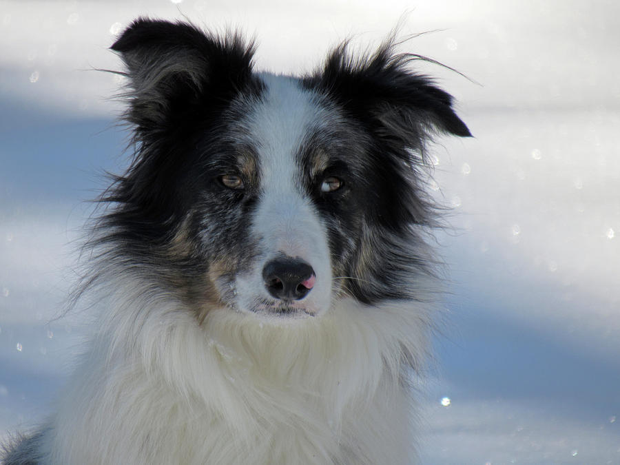 Winter Photograph - Border Collie in the snow by Inge Van Balkom