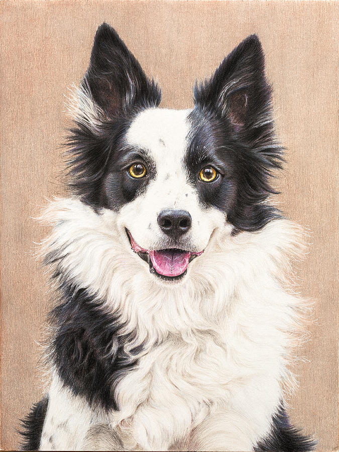 Border Collie Drawing by Karen Broemmelsick