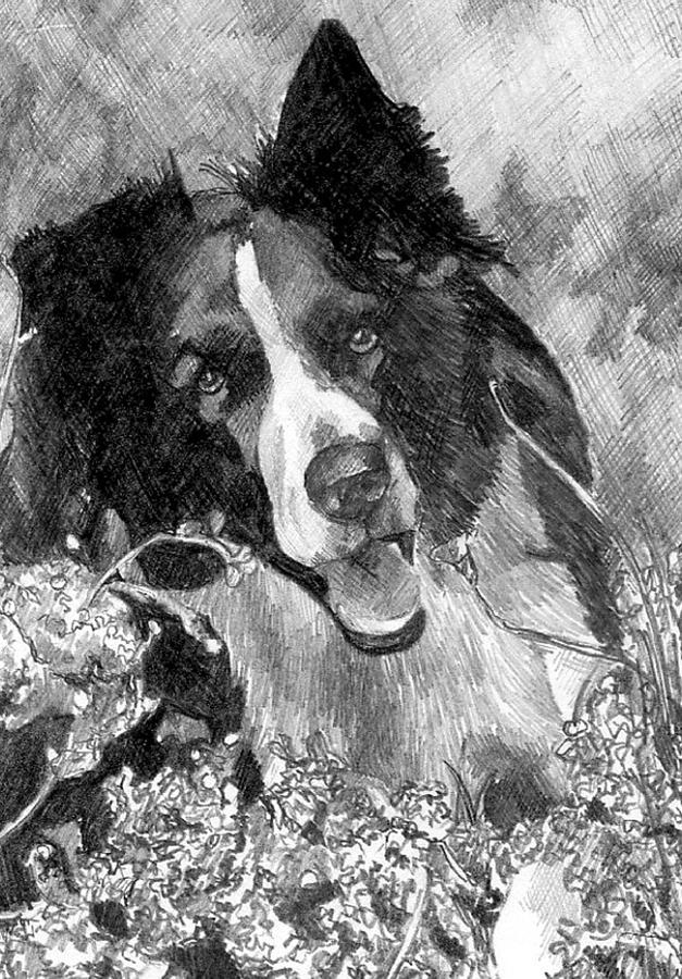 Dog Drawing - Border Collie by Kate Cleaver
