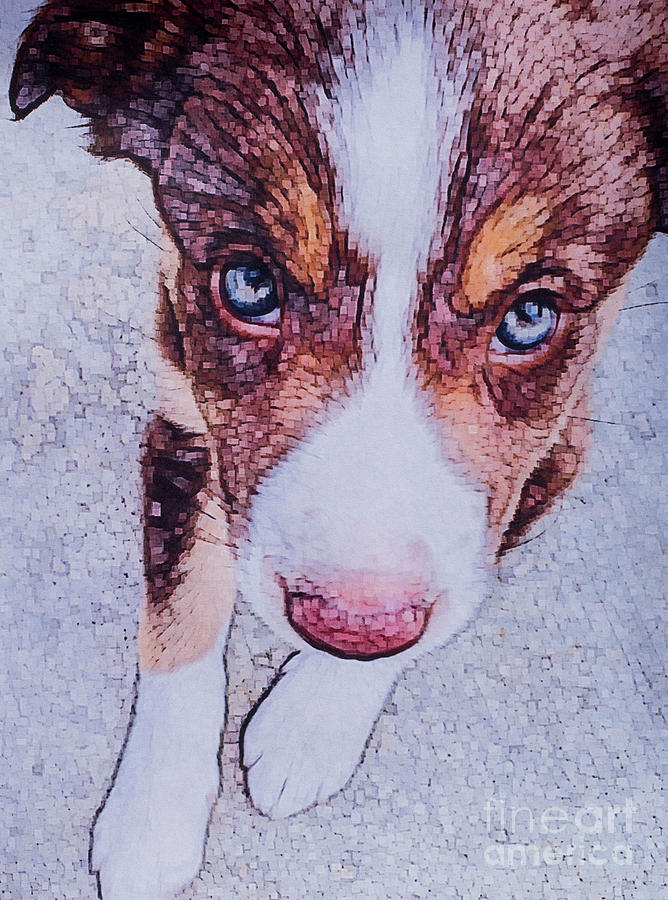 Dog Digital Art - Border Collie puppy II by Jackie MacNair