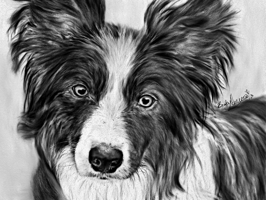 Border Collie Stare Drawing by Becky Herrera