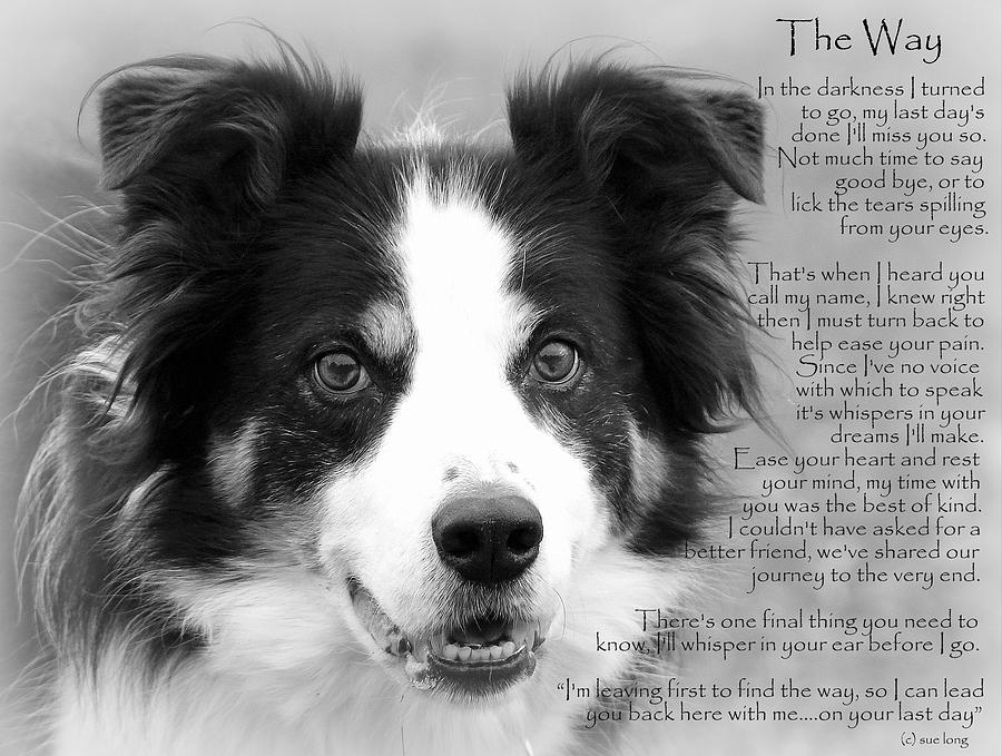 Border Collie The Way BW   Photograph by Sue Long