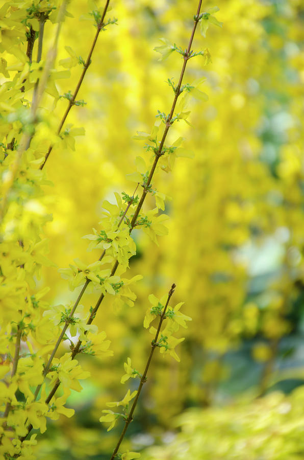 Border Forsythia Photograph by Bill Cannon