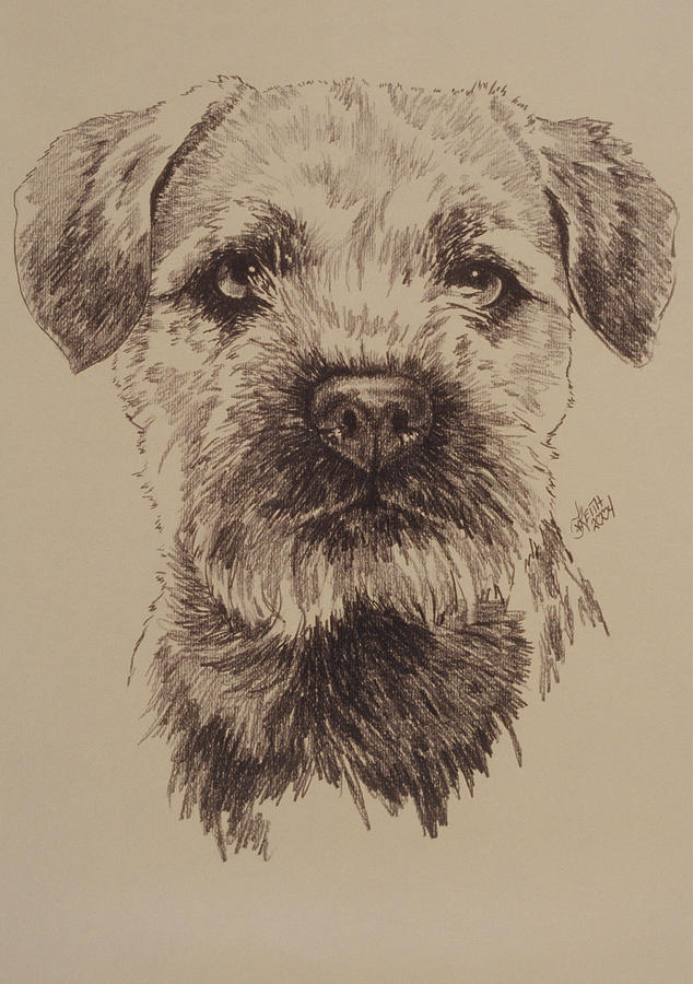 Border Terrier Drawing by Barbara Keith