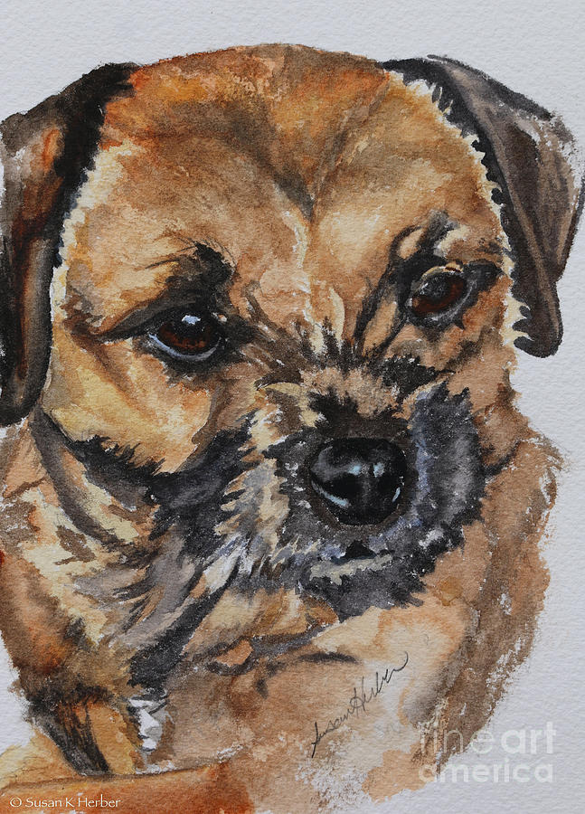 Border Terrier Painting by Susan Herber
