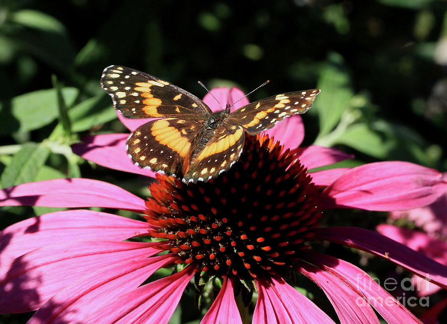 Bordered Patch Butterfly Photograph by Gail Huddle - Pixels