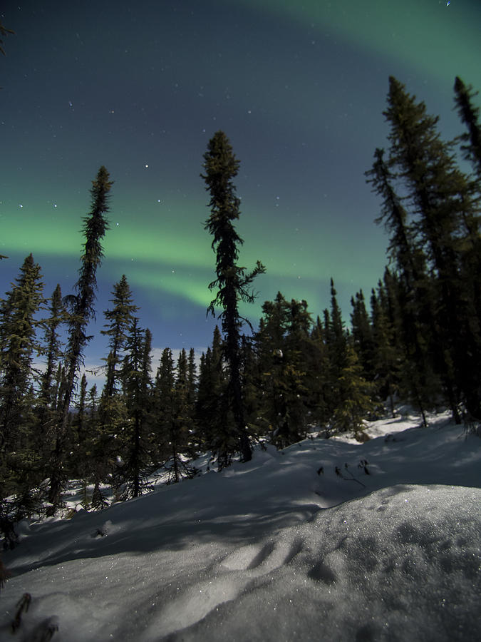 Boreal Forest Essence Photograph by Ian Johnson - Fine Art America