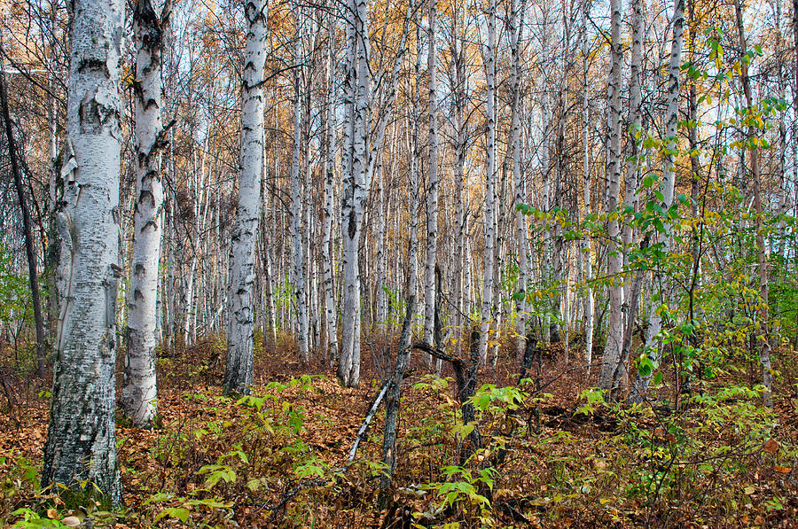 Boreal Forest in Fall - Creamers Field Photograph by Cathy Mahnke