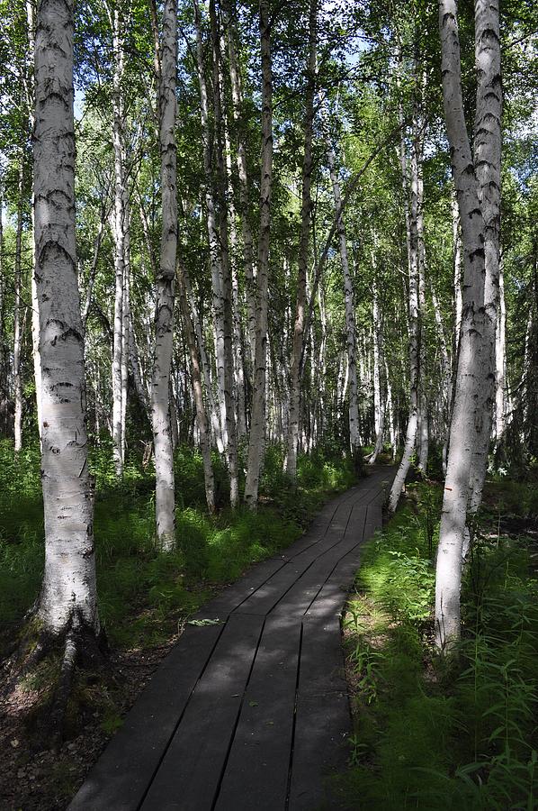 Boreal Forest in Summer Photograph by Cathy Mahnke