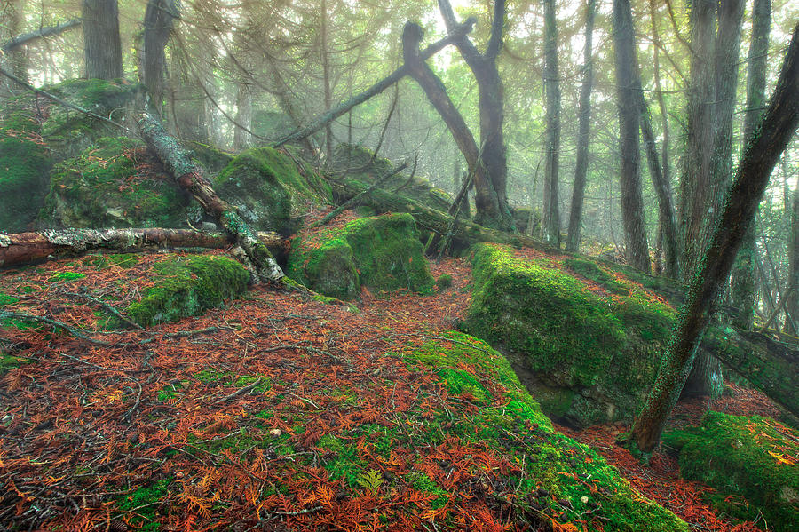 Boreal Forest Photograph by Jakub Sisak
