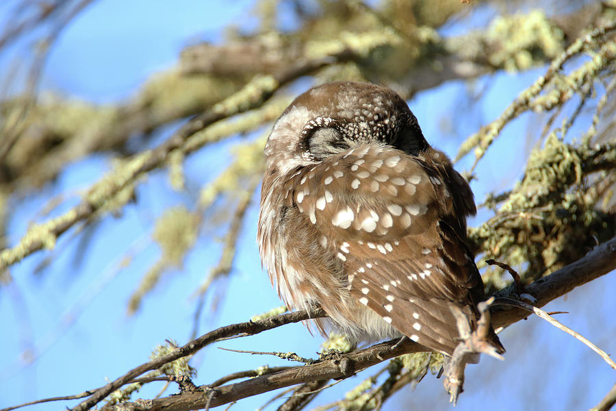 Boreal Owl 2 Photograph by Brook Burling
