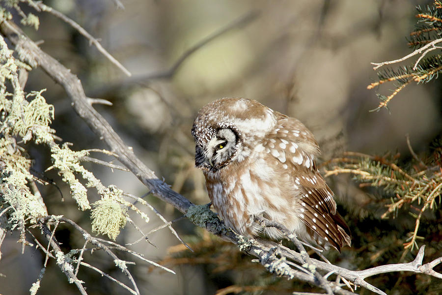 Boreal Owl 3 Photograph by Brook Burling