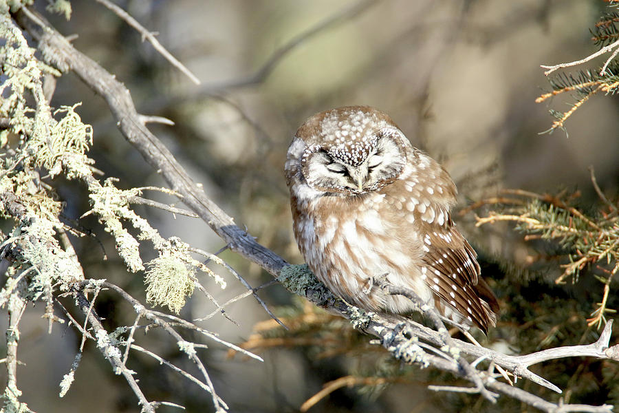 Boreal Owl 5 Photograph by Brook Burling