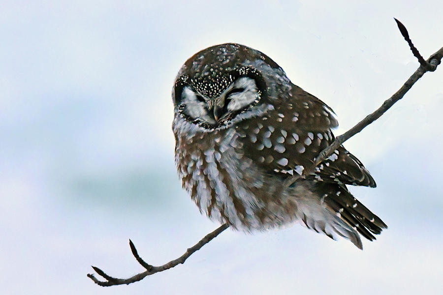 Boreal Owl Photograph by Alan Lenk