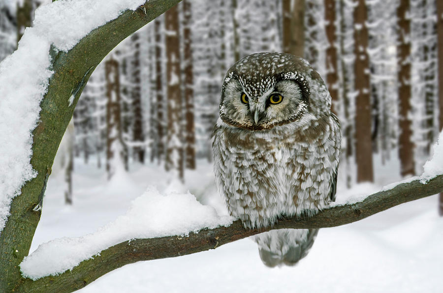 Boreal Owl in Winter Photograph by Arterra Picture Library
