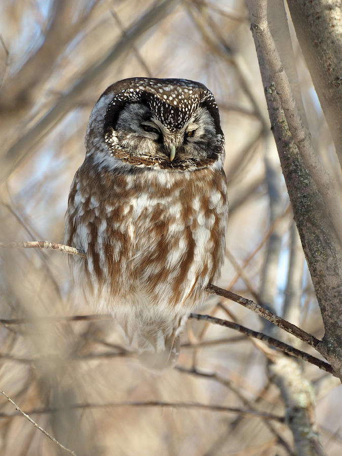 Boreal Owl Photograph by James Peterson