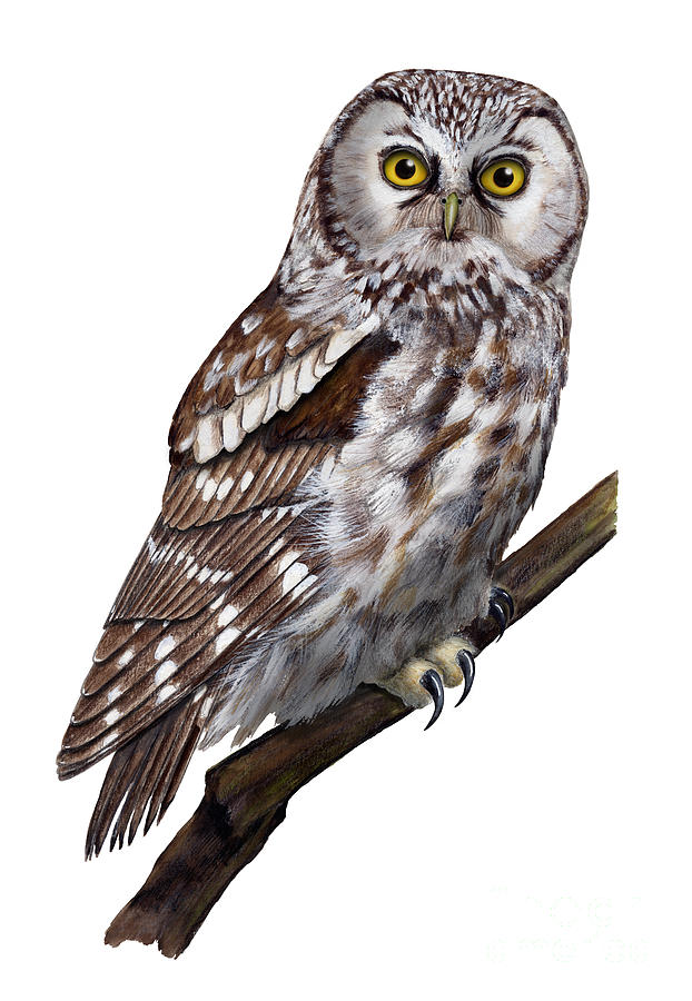 Boreal owl Tengmalms owl Aegolius funereus - Nyctale de Tengmalm - Paerluggla - Nationalpark Eifel Painting by Urft Valley Art  Matt J G  Maassen-Pohlen