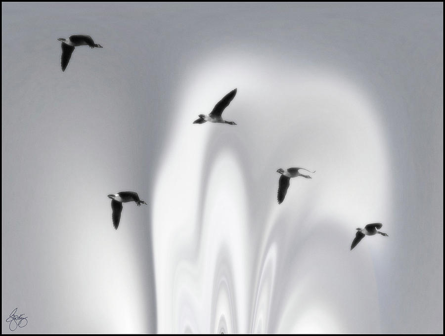 Borealis Geese Monochrome Photograph by Wayne King