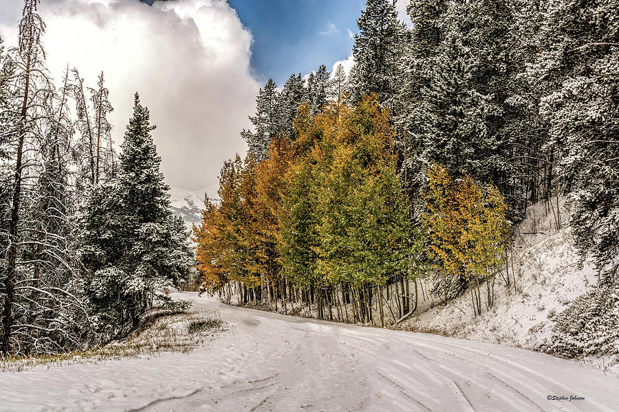 Boreas Pass Road Aspen and Snow Photograph by Stephen Johnson