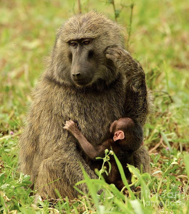 Bored Baboon Photograph by Robert Cutrupi - Fine Art America