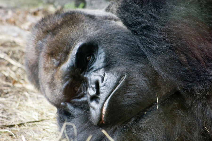 Bored Gorilla Photograph by Matthew Nelson