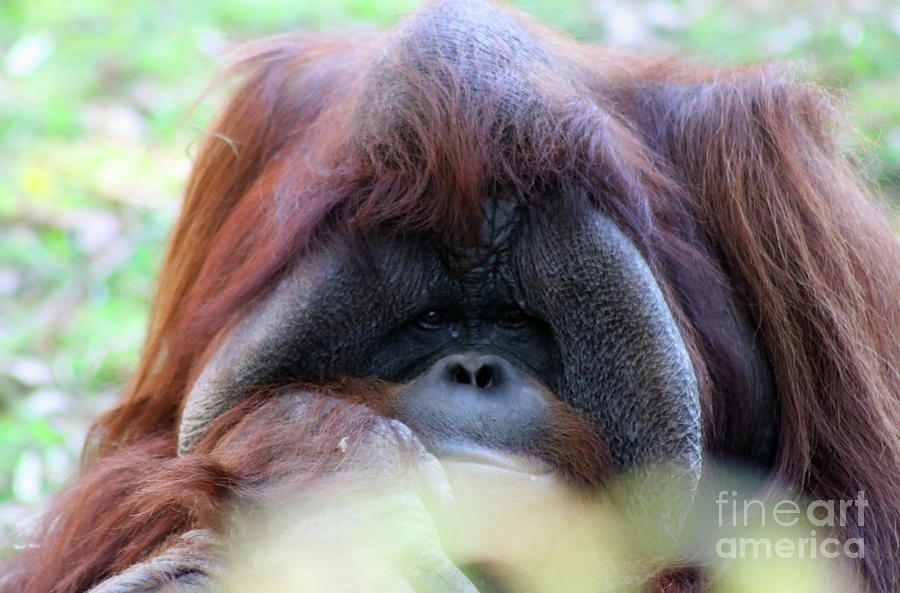 Bored Orangutan Photograph by Erick Schmidt