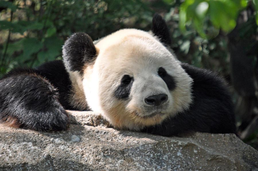 Bored Panda Photograph by Teresa Blanton