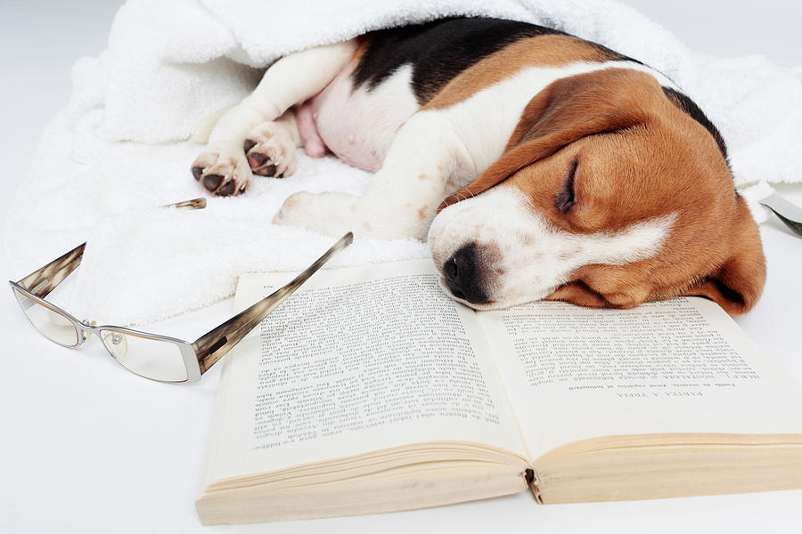 Beagle Photograph - Boring book  by Floriana Barbu