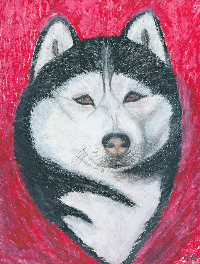 Boris the Siberian Husky Drawing by Ania M Milo
