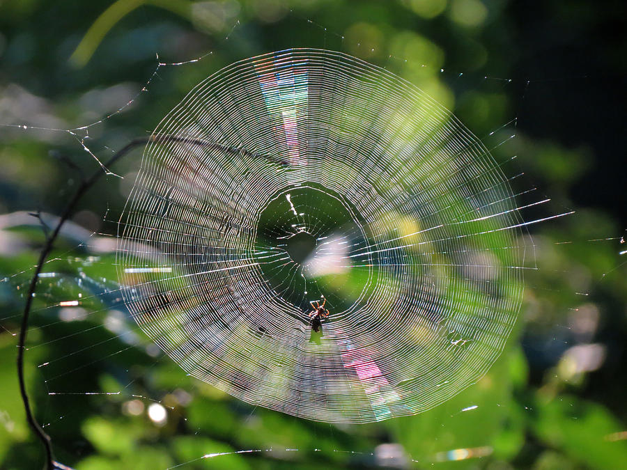 Boris's Spider Web - 04 Photograph by Julie Turner - Fine Art America