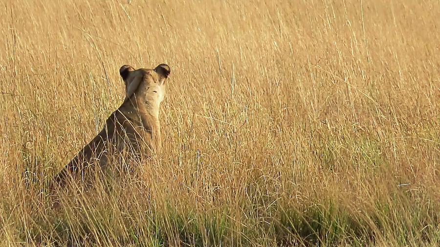 Lion Photograph - Born Free by Jennifer Wheatley Wolf