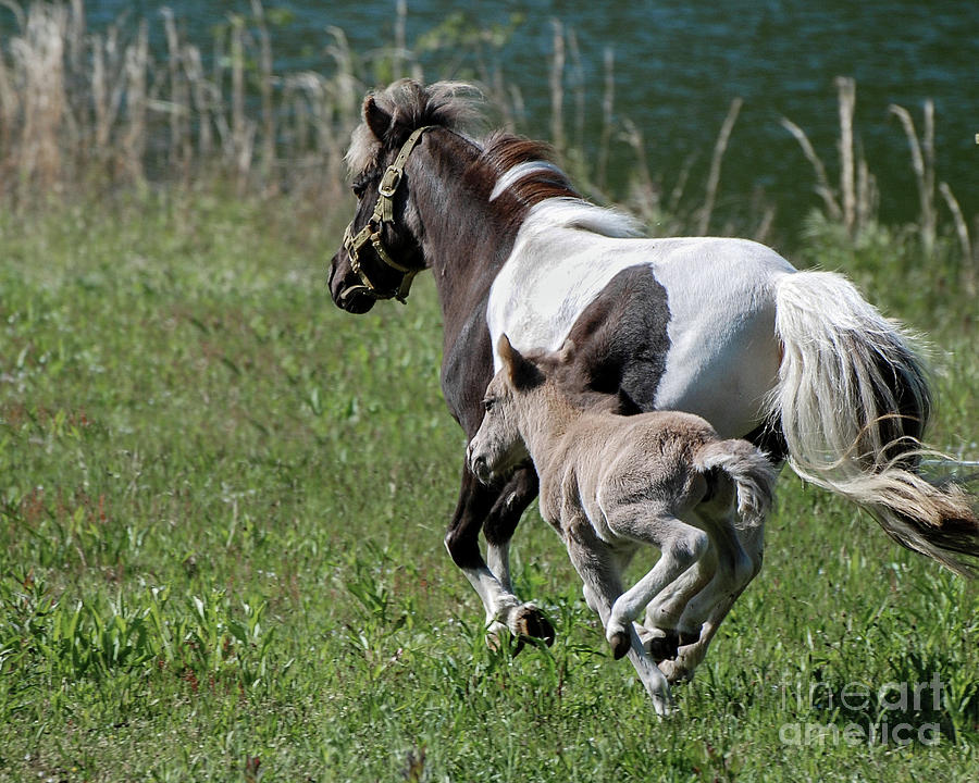 Born to Run Photograph by Amy Porter Born to Run Photograph by Amy Porter