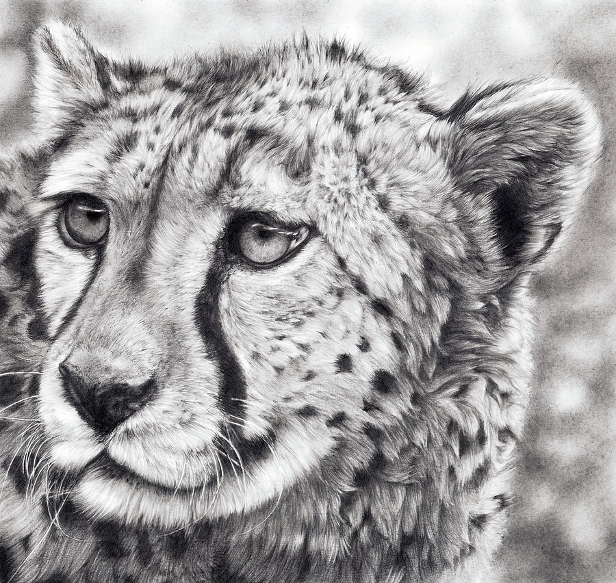 Wildlife Drawing - Born To Run by Peter Williams