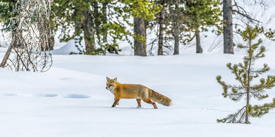 Born To Run Photograph by Yeates Photography