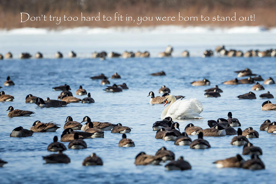 Inspirational Photograph - Born to Stand Out by Bill Wakeley