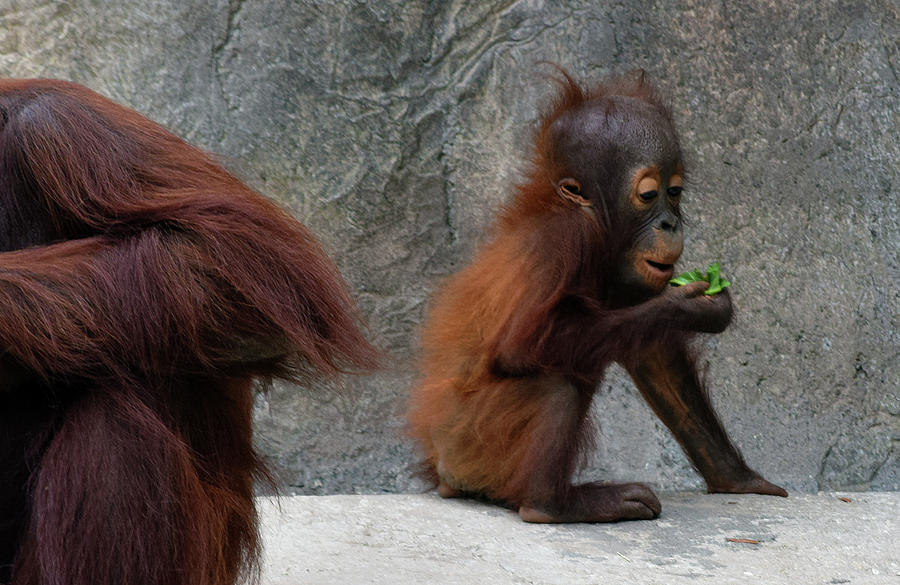Bornean Orangutan Baby Photograph by Larah McElroy