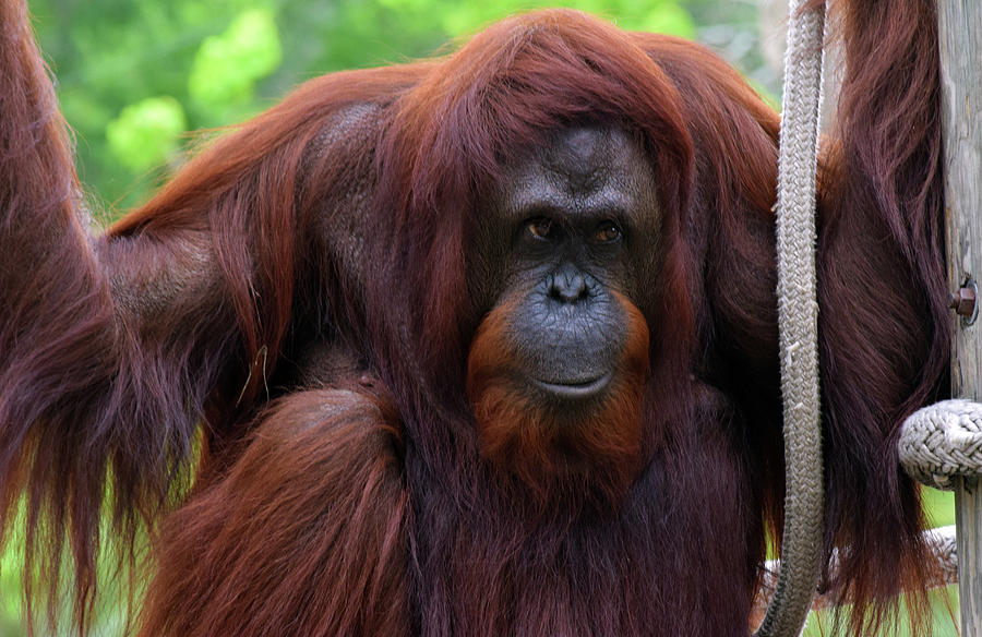 Bornean Orangutan Photograph by Larah McElroy