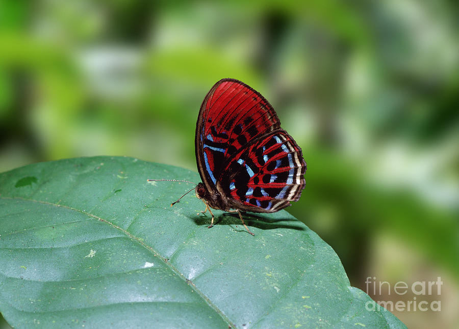 Insects Photograph - Borneo Butterfly by Warren Photographic