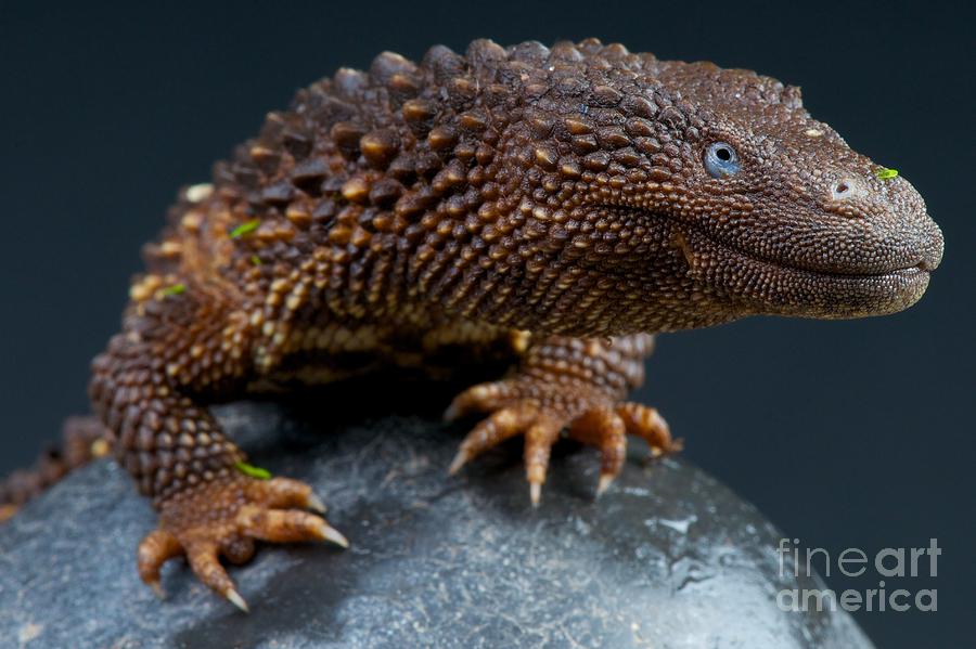 Borneo Earless Monitor Photograph by Reptiles4all