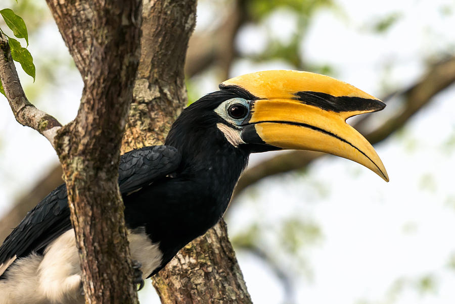 Borneo Hornbill Photograph by Elena Riim - Pixels