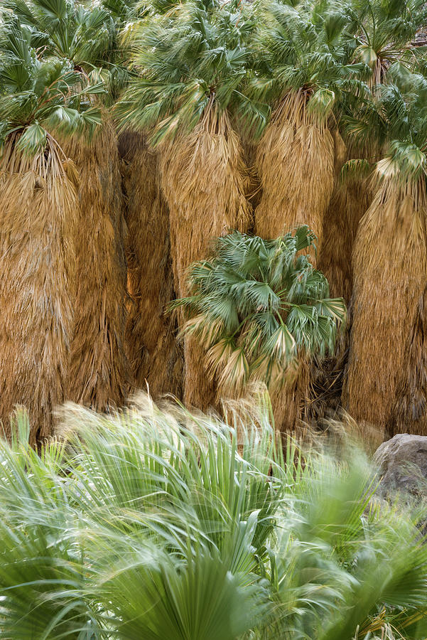 Borrego Palm Canyon - First Grove Photograph by Alexander Kunz