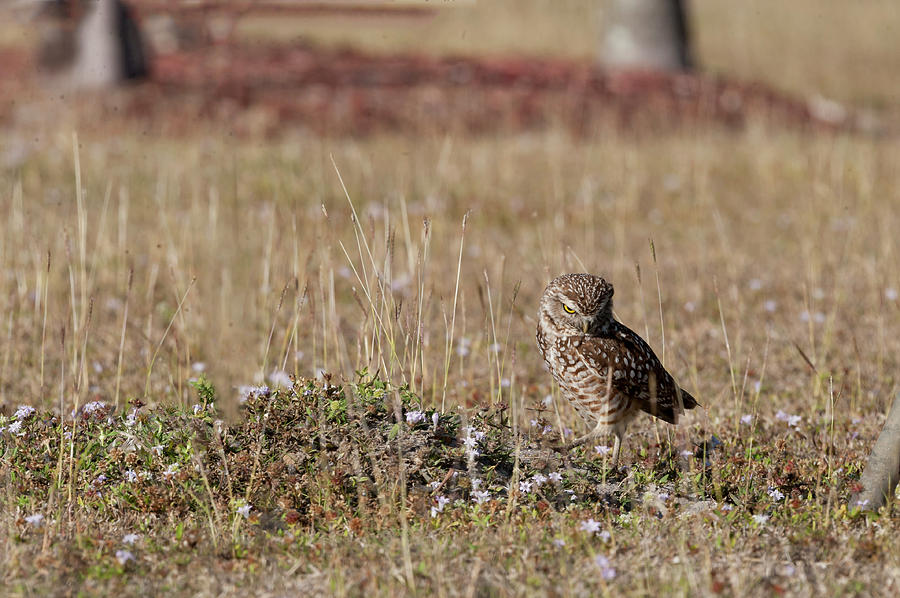 Borrowing owl outside his home frowning Photograph by Dan Friend