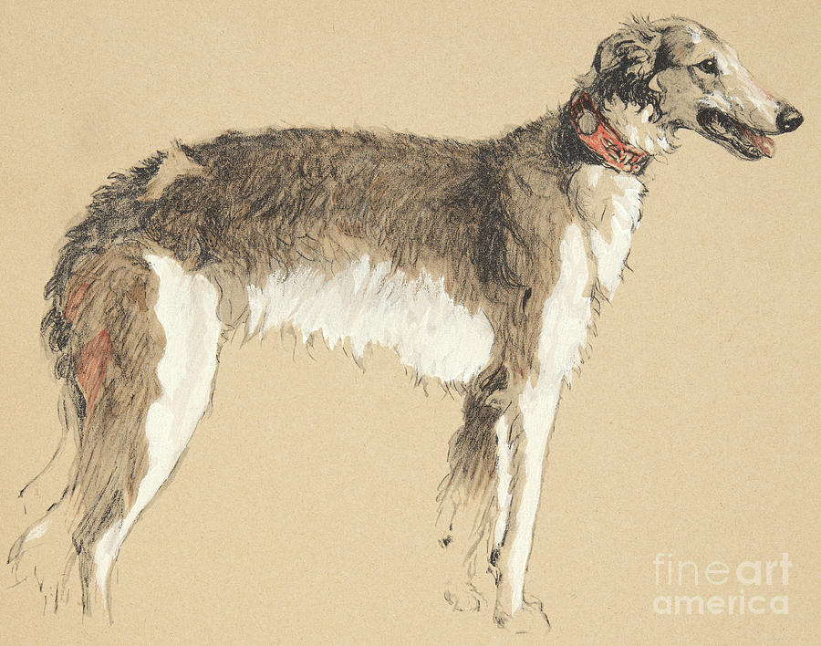 Borzoi, 1930 Drawing by Cecil Charles Windsor Aldin Fine Art America