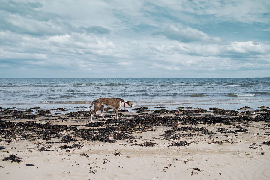 Borzoi dog stalking Alnmouth Beach Photograph by Jean Gill