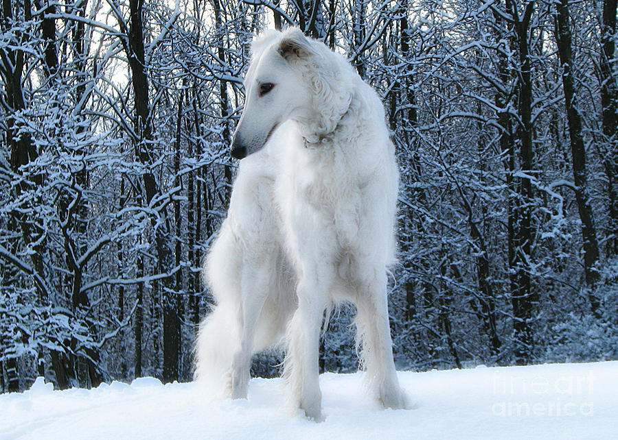 Winter Photograph - Borzoi Dream by Deborah Johnson