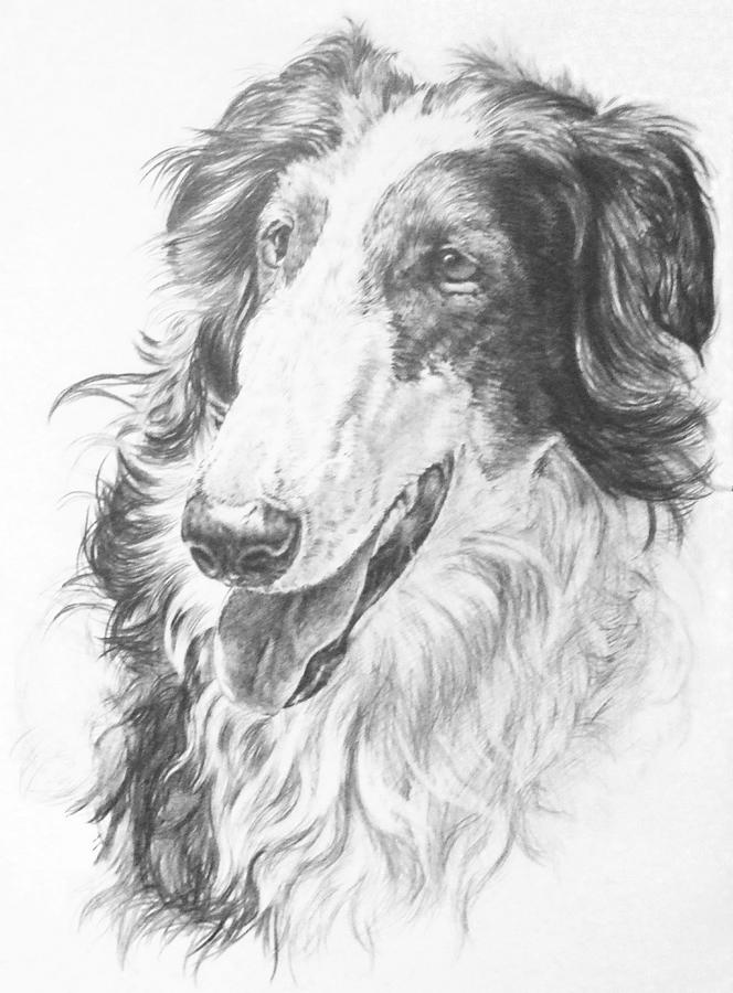 Borzoi Hound in Graphite Drawing by Barbara Keith
