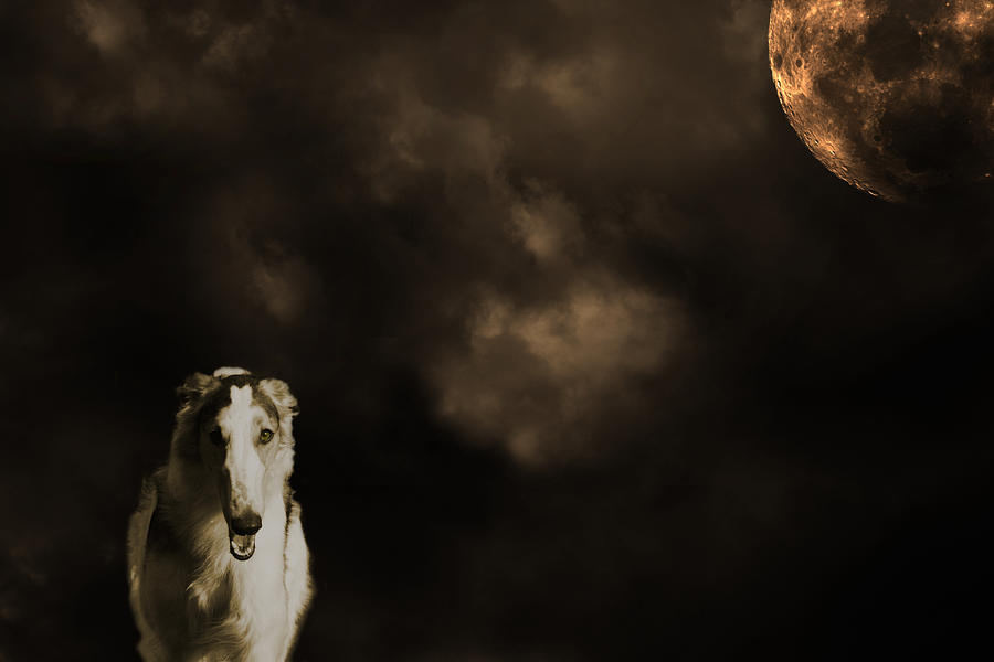 Dog Photograph - Borzoi wolf hound and full moon by Christian Lagereek