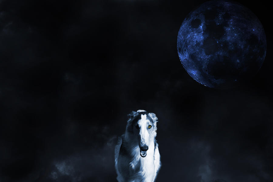 Dog Photograph - Borzoi wolf-hound, hunting under a full moon by Christian Lagereek