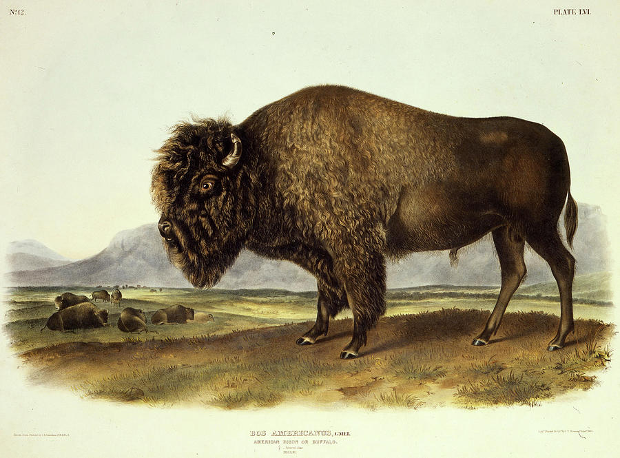 Bos Americanus, American Bison Painting by John James Audubon - Fine ...