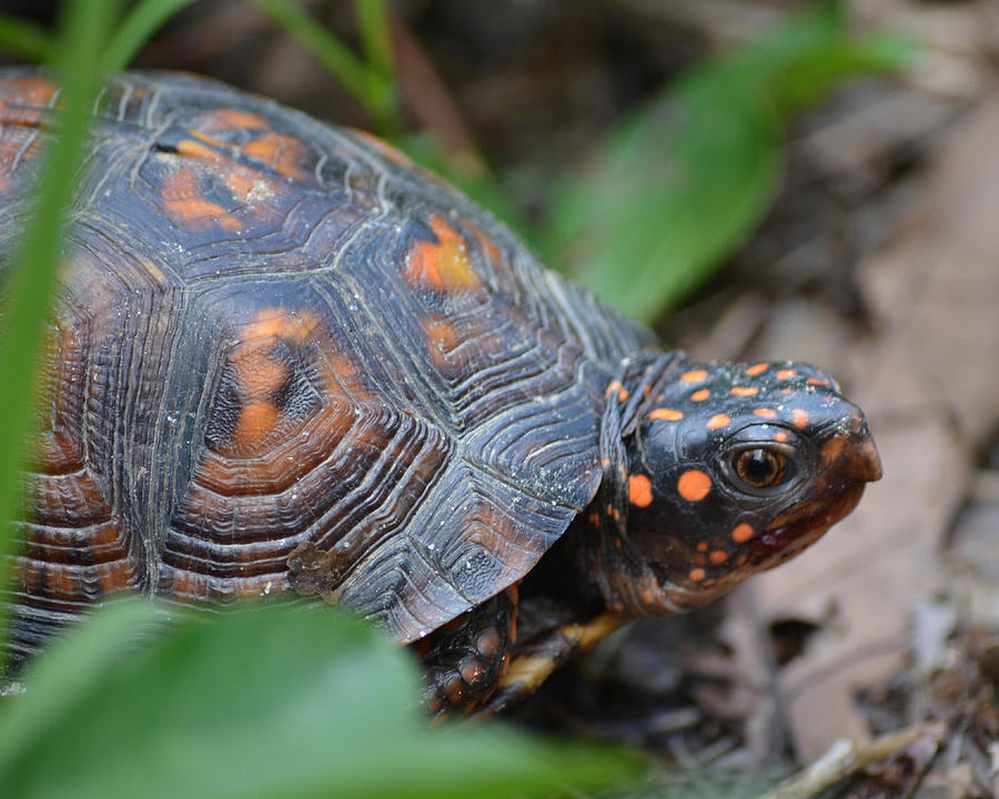 Bo's Turtle Photograph by Robert Maxwell - Fine Art America